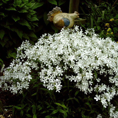 Photos Phlox divaricata - Wild sweetwilliam