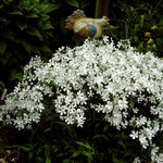 Photos Phlox divaricata