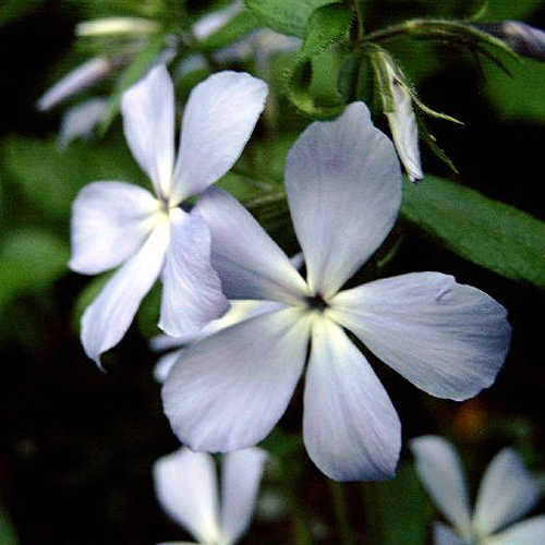 Photos Phlox divaricata - Wild sweetwilliam