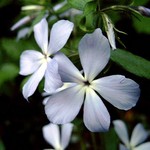 Photos Phlox divaricata