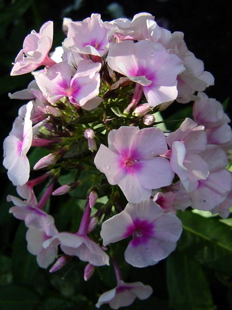 Photos Phlox paniculata - Fall phlox