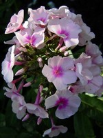Photos Phlox paniculata