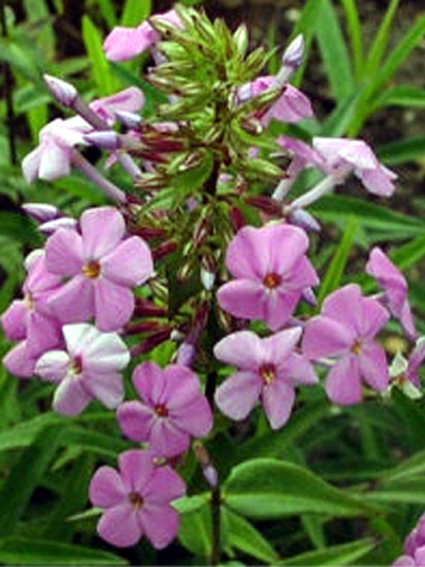 Photos Phlox maculata - Wild sweetwilliam