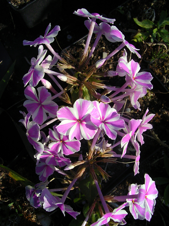 Photos Phlox paniculata - Fall phlox