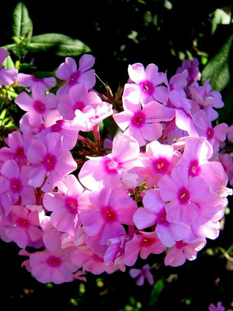 Photos Phlox maculata - Wild sweetwilliam