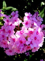 Photos Phlox maculata