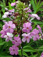 Photos Phlox maculata