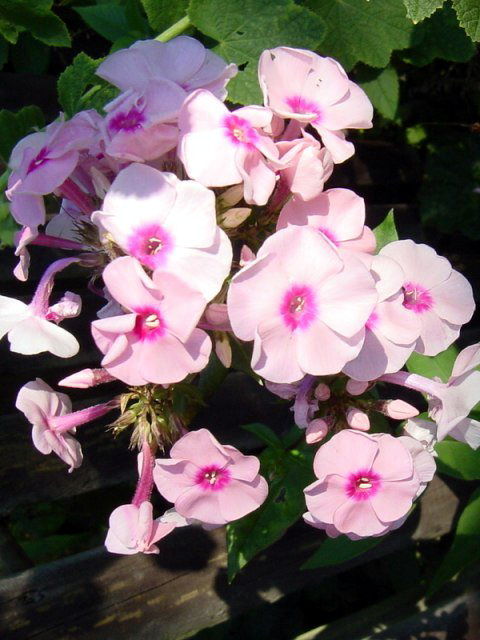 Photos Phlox paniculata - Fall phlox