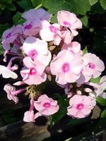Photos Phlox paniculata