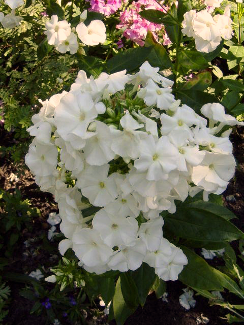 Photos Phlox paniculata - Fall phlox
