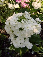 Photos Phlox paniculata