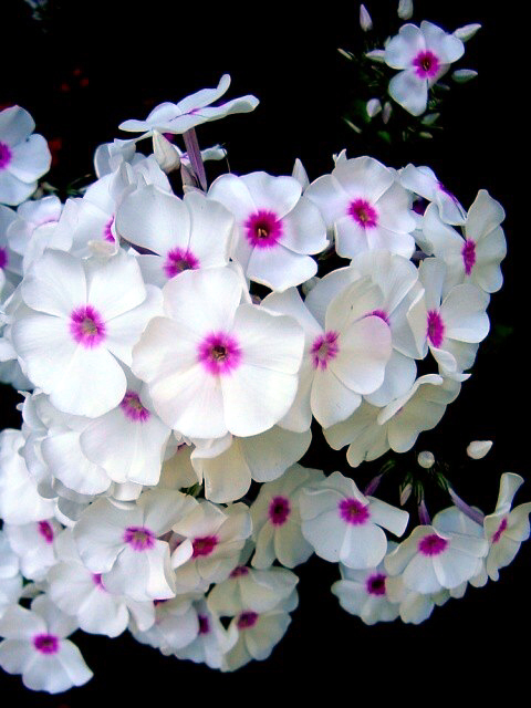 Photos Phlox maculata - Wild sweetwilliam