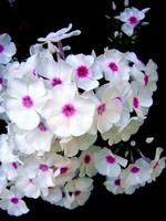 Photos Phlox maculata