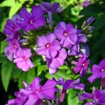 Photos Phlox paniculata