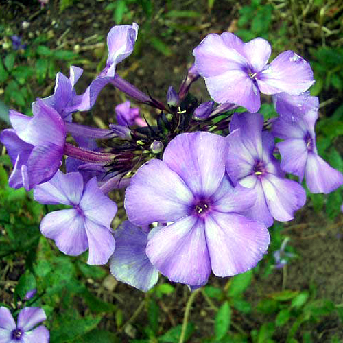 Photos Phlox paniculata - Fall phlox