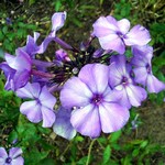 Photos Phlox paniculata