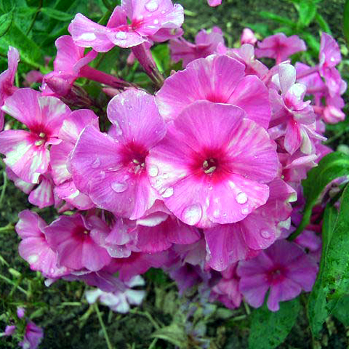 Photos Phlox paniculata - Fall phlox