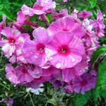 Phlox paniculata - Hohe Beet-Flammenblume Dorffreude