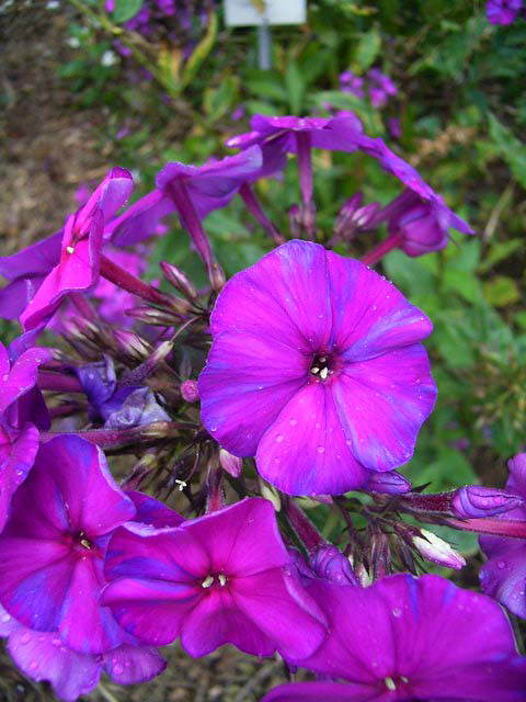 Photos Phlox paniculata - Fall phlox