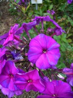 Phlox paniculata - Hohe Beet-Flammenblume D�sterlohe