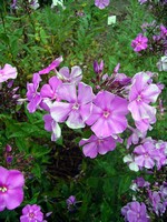 Photos Phlox paniculata