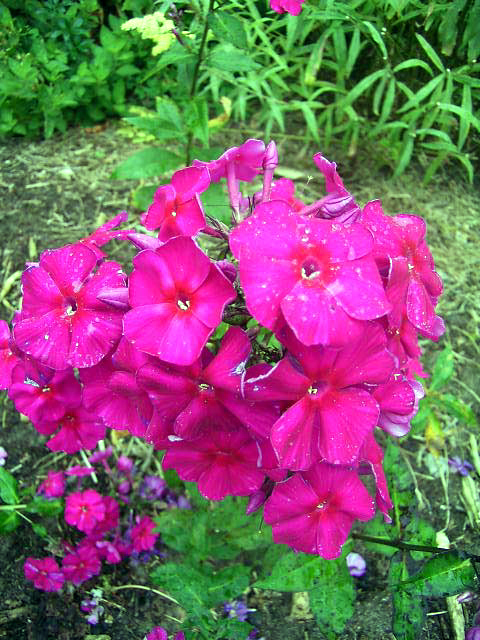 Photos Phlox paniculata - Fall phlox