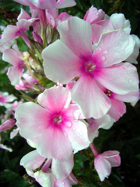 Photos Phlox paniculata - Fall phlox