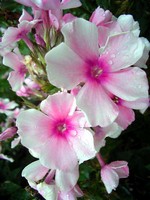 Photos Phlox paniculata