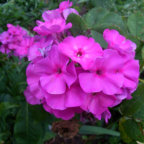 Photos Phlox paniculata - Fall phlox