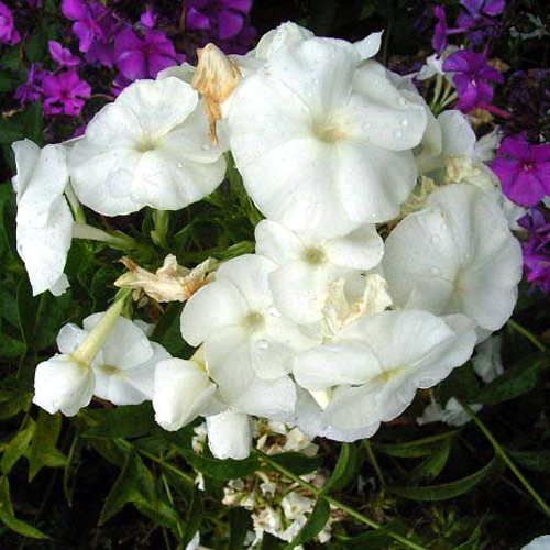 Photos Phlox paniculata - Fall phlox