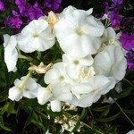 Photos Phlox paniculata