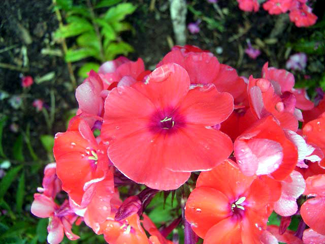 Photos Phlox paniculata - Fall phlox