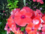 Photos Phlox paniculata