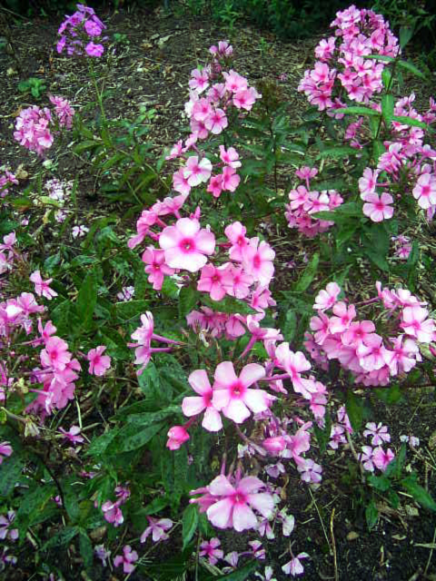 Photos Phlox paniculata - Fall phlox