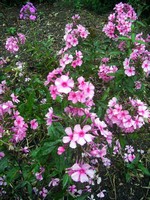 Photos Phlox paniculata