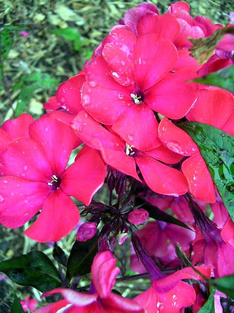 Photos Phlox paniculata - Fall phlox