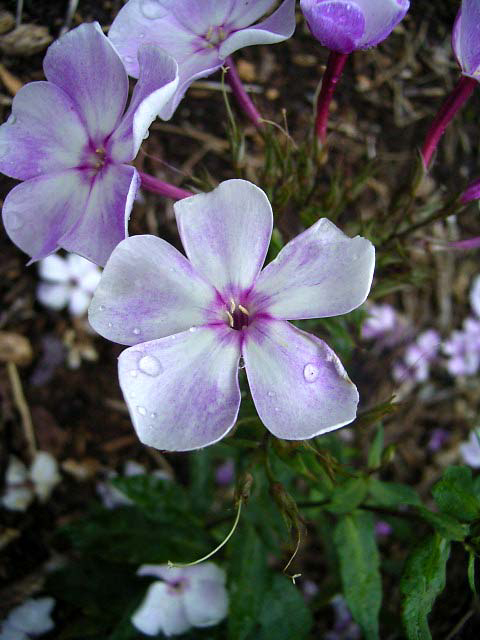 Photos Phlox paniculata - Fall phlox