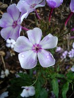 Photos Phlox paniculata