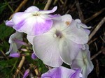 Photos Phlox paniculata