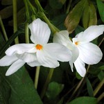 Photos Phlox stolonifera