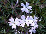 Photos Phlox subulata