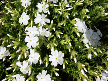 Photos Phlox subulata - Moss phlox
