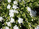 Photos Phlox subulata