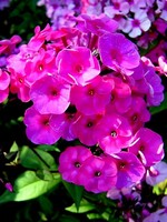 Photos Phlox paniculata