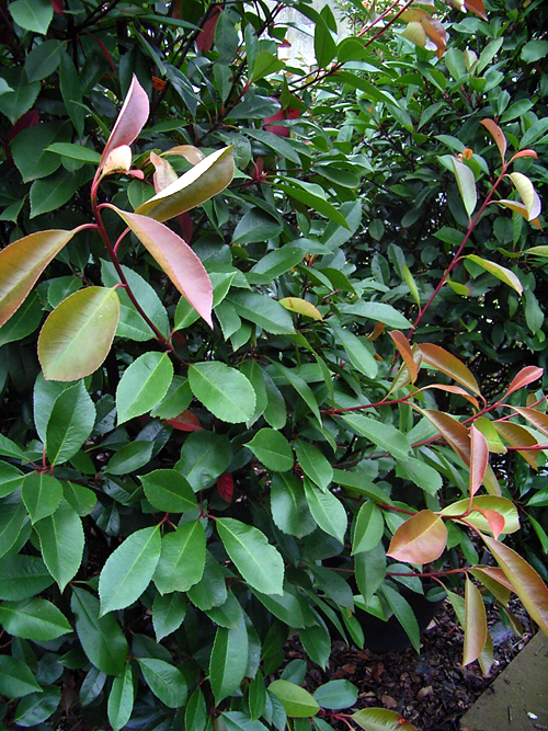 Photos Photinia x fraseri - 