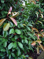 Photinia x fraseri - Glanzmispel, Glanzblattmispel Red Robin