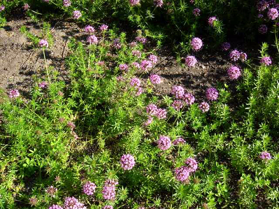 Photos Phuopsis stylosa - 