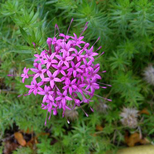 Photos Phuopsis stylosa - 