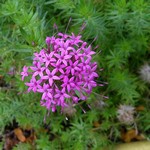 Phuopsis stylosa - Garten-Schein-Waldmeister Purpurea