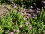 Phuopsis stylosa - Schein-Waldmeister